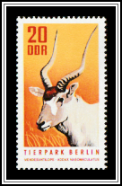Addax (Addax nasomaculatus)