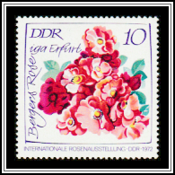 Bergers Rose iga Erfurt