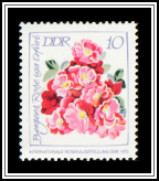 Bergers Rose iga Erfurt