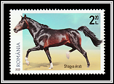 Arabian Shagya