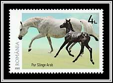 Pure Blood Arabian