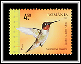 Ruby-throated Hummingbird (Archilochus colubris)