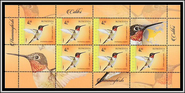 Ruby-throated Hummingbird (Archilochus colubris)