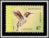 Bee Hummingbird (Calypte helenae)