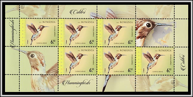 Bee Hummingbird (Calypte helenae)