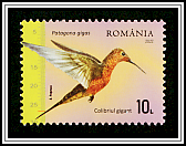 Giant Hummingbird (Patagona gigas)