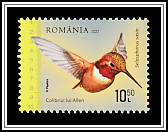 Allen's Hummingbird (Selasphorus sasin)