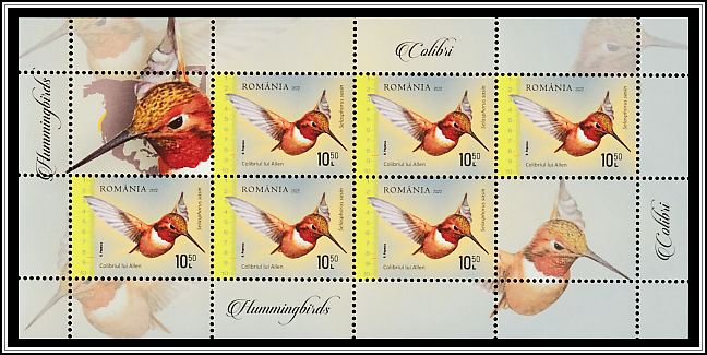 Allen's Hummingbird (Selasphorus sasin)