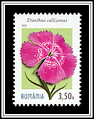 Beauty's Girdle (Dianthus callizonus)
