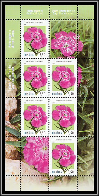 Beauty's Girdle (Dianthus callizonus)