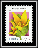 Saxifraga demissa