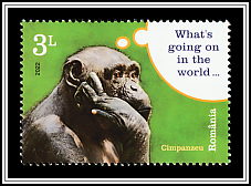 Chimpanzee