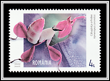 Orchid Mantis (Hymenopus coronatus)