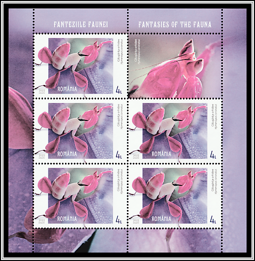 Orchid Mantis (Hymenopus coronatus)