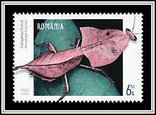 Dead Leaf Mantis (Deroplatys truncata)