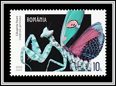 Jeweled Flower Mantis (Creobroter gemmatus)