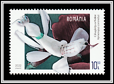 Orchid Mantis (Hymenopus coronatus)