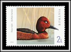 Ferruginous Duck (Aythya nyroca)