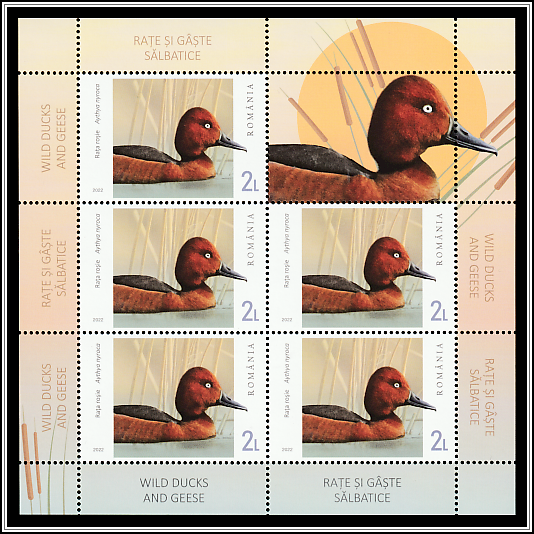 Ferruginous Duck (Aythya nyroca)