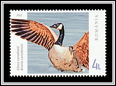 Canadian Goose (Branta canadensis)