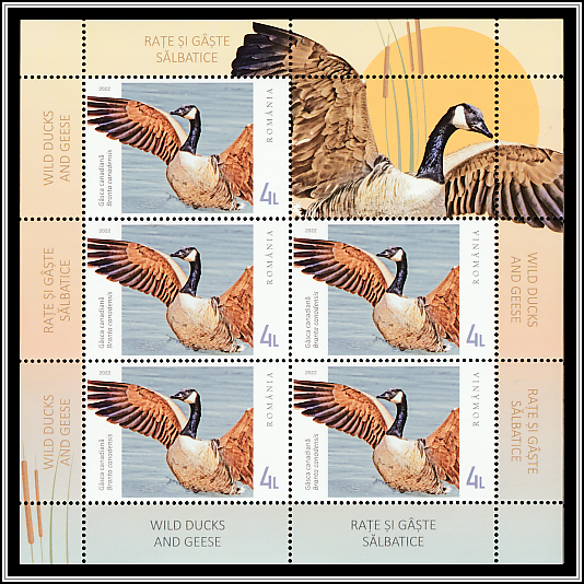 Canadian Goose (Branta canadensis)