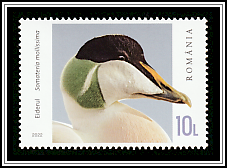 Eider (Somateria mollissima)