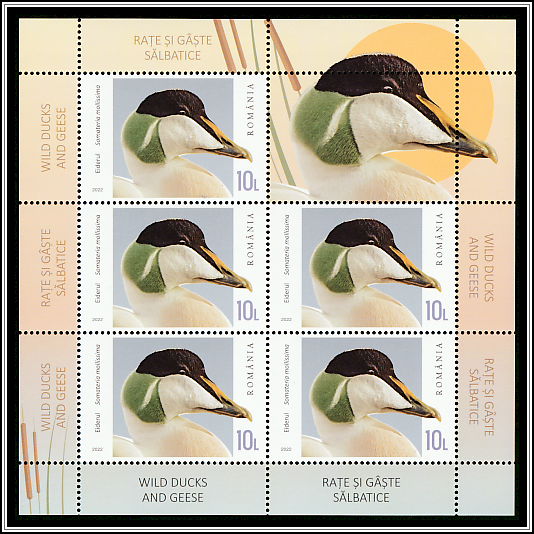 Eider (Somateria mollissima)