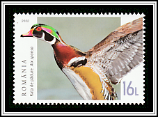 Wood Duck (Aix sponsa)