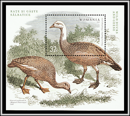 Magellan Goose (Chloephaga picta)