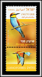 European Bee-Eater (Merops apiaster)