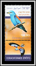 European Roller (Coracias garrulus)