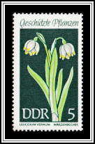 Spring Snowflake (Leucojum vernum)