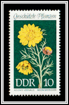 Yellow Pheasant's-eye (Adonis vernalis)