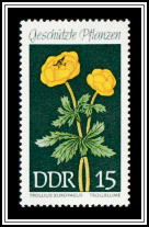 Globe Flower (Trollius europaeus)