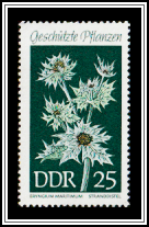 Sea Holly (Eryngium maritmum)