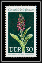Western Marsh Orchid (Dactylorchis latifolia)