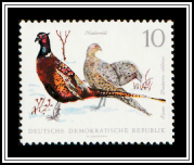 Pheasants (Phasianus colchicus)