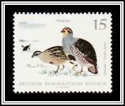 Partridges (Perdix perdix)