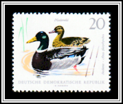 Mallards (Anas platyrhynchos)