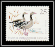 Greylag Goose (Anser anser)