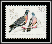 Wood Pigeons (Columba palumbus)