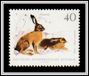 Hares (Lepus europaeus)