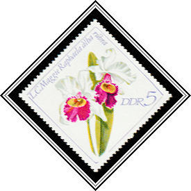Laelio-Cattleya Maggie Raphaela alba rubra