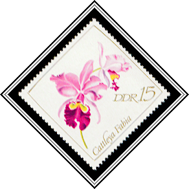 Cattleya fabia