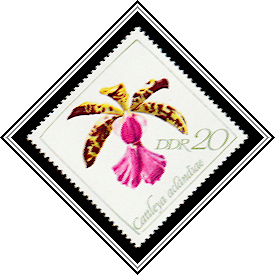 Cattleya aclandiae