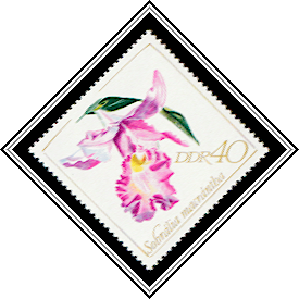 Sobralia macrantha