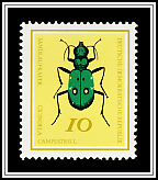 Green Tiger Beetle (Cicindela campestris)