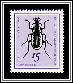 Snail-eating Beetle (Cychrus caraboides)