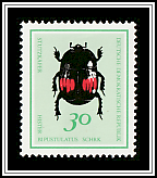 Stutz Beetle (Hister bipustulatus)