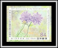 Scabiosa comosa
